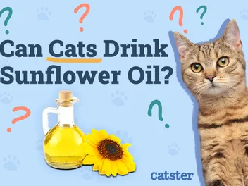 Can Cats Drink Sunflower Oil? Nutritional Facts & FAQ