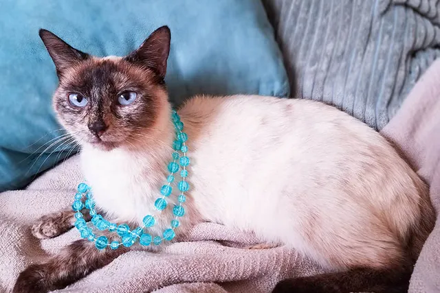 Tortie Point Siamese Cat: Info, Pictures, Facts & History