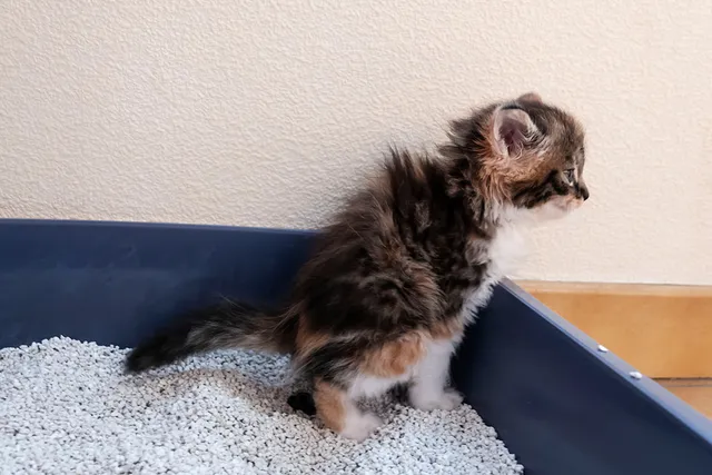When Do Kittens Start Pooping? Vet-Approved Facts & FAQ