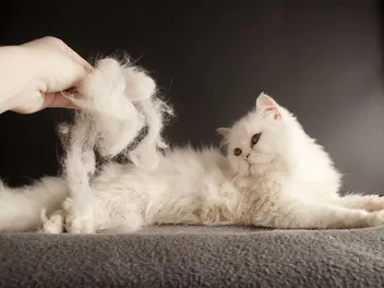 Is It True That All Cats Shed? Vet-Reviewed Facts