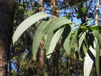 Do Cats Like Eucalyptus Scent? What You Should Know!