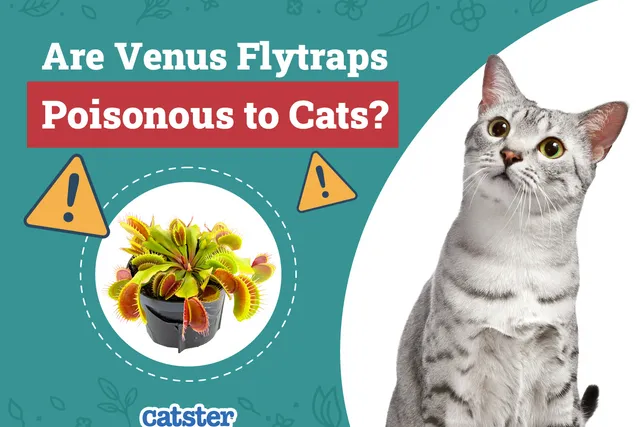 Are Venus Flytraps Poisonous to Cats? Vet-Reviewed Houseplants Examined