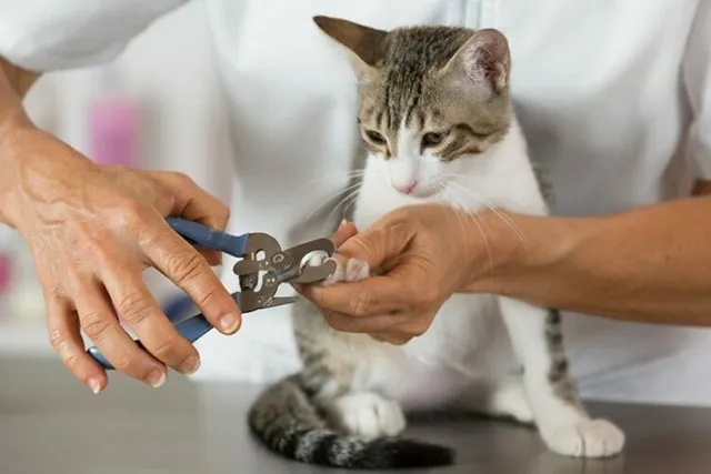 Cat Pedicures: What's Involved? Vet-Approved Facts & Explanation