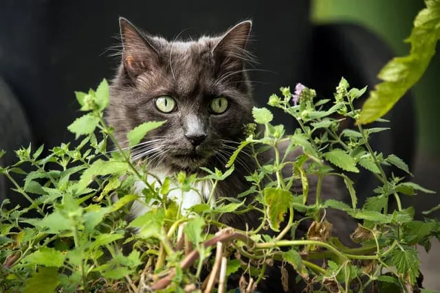 7 Health Benefits of Catnip for Cats – Based on Science