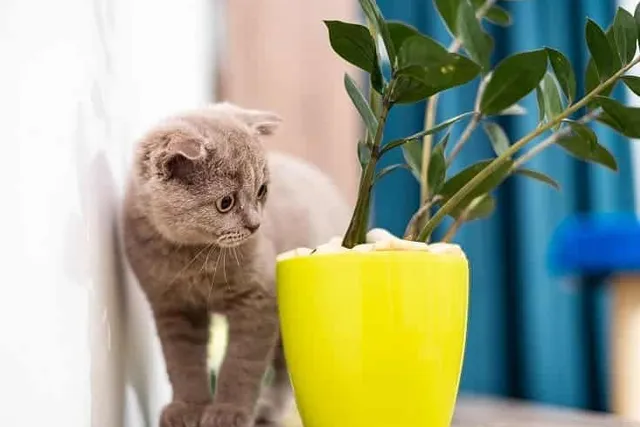 Why Do Cats Eat & Chew on Plants? Vet-Verified Facts & Plant Guide