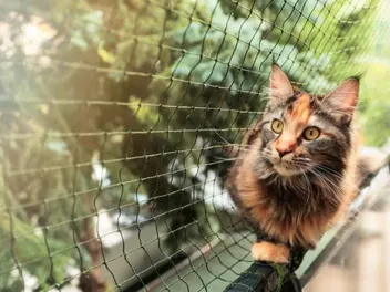 Genius Vet-Approved Ways to Cat-Proof Any Fence & Keep Your Kitty Safe
