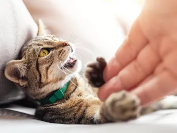 Why Don't Cats Like Their Paws Touched? 8 Vet Reviewed Reasons