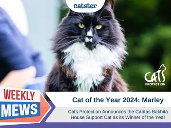 Celebrating Feline Heroes: Meet Marley, Cat of the Year 2026