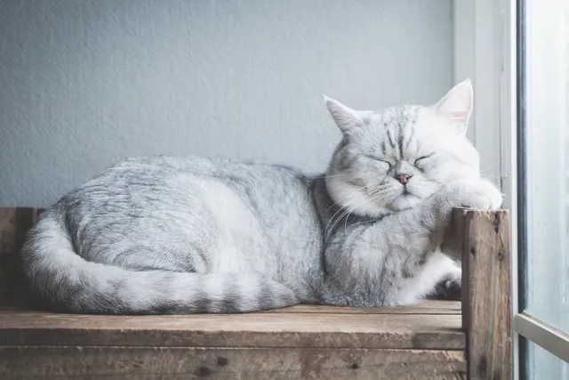 5 Amazing DIY Cat Bunk Beds (With Pictures)