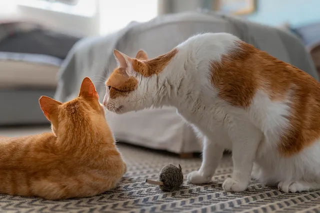 Socializing Adult Cats: Vet-Approved Guide & What to Avoid