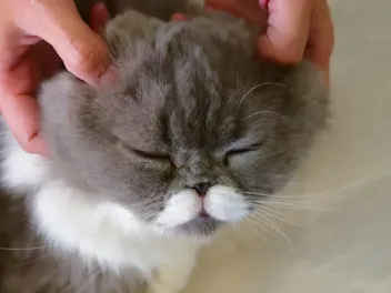 Why Is My Cat Bobbing His Head? 6 Vet-Verified Reasons for This Behavior