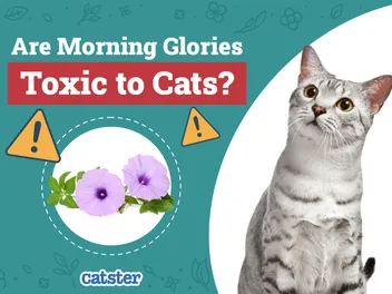 Are Morning Glories Toxic to Cats? Vet-Reviewed Houseplants Examined