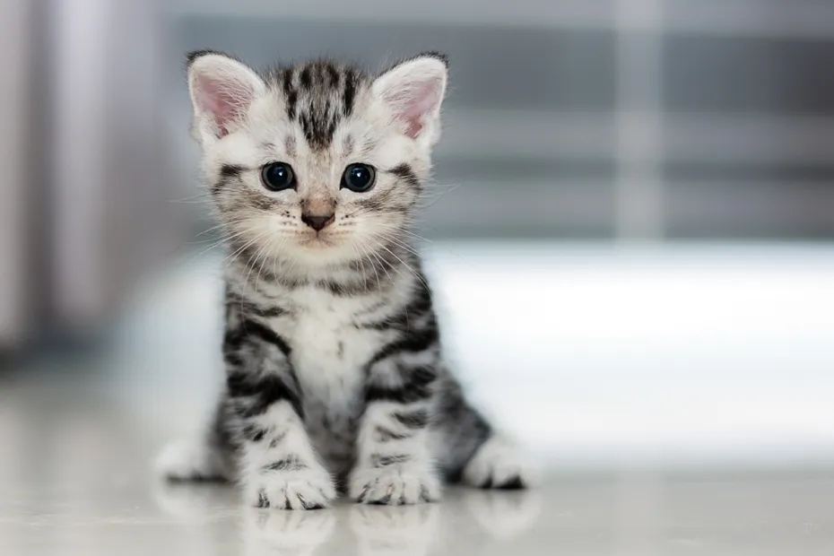 American shorthair cat kitten sitting