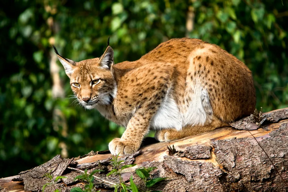 Siberian Lynx