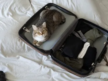 How Much Does a UK Pet Passport Cost in 2026? Requirements & Breakdown