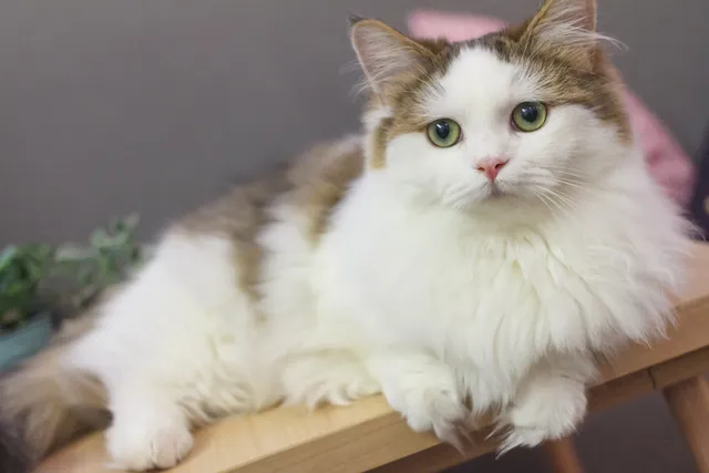 Do Munchkin Cats Shed a Lot? Vet-Reviewed Facts & Care Tips