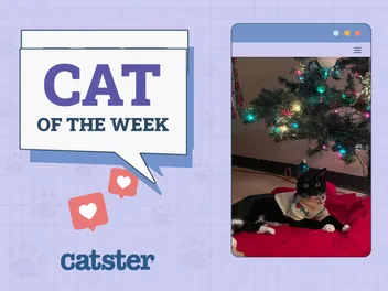 Catster Photo Contest: Cats of the Week Winners (November 6, 2025)