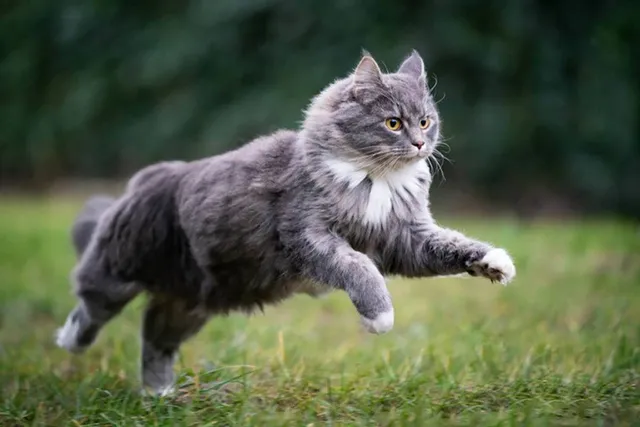 How Do Cats Run? The Amazingly Complex Details! (Vet-Verified)