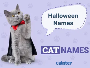220+ Halloween Cat Names: Ideas for Enchanted Kitty