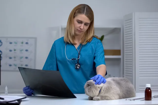 Palliative Care for Cats: 6 Things You Should Know (Vet-Verified)