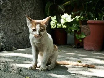 What to Feed a Diabetic Cat to Gain Weight: Vet-Reviewed Health Tips