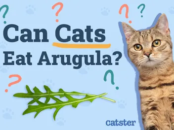Can Cats Eat Arugula? Vet-Verified Nutrition Facts & FAQ