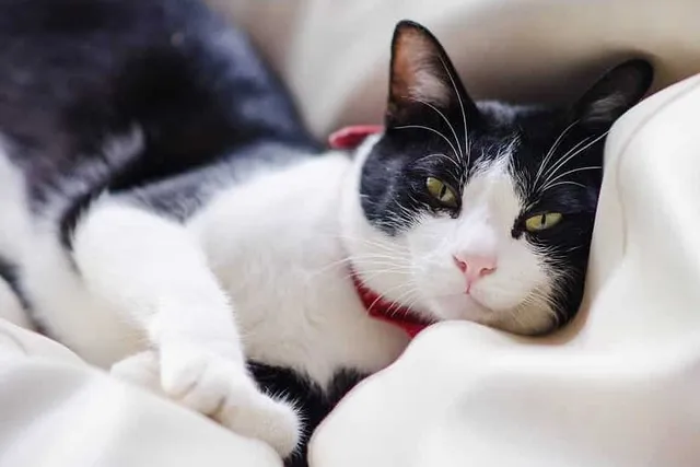 What Emotions Can Cats Feel? What Science Has to Say