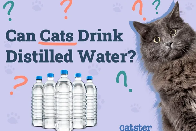 Can Cats Drink Distilled Water? Vet-Reviewed Facts & FAQs