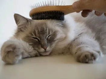 How to Brush Out Matted Cat Fur: 6 Vet-Reviewed Steps