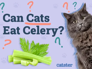Can Cats Eat Celery? Vet-Reviewed Nutrition Facts & FAQ