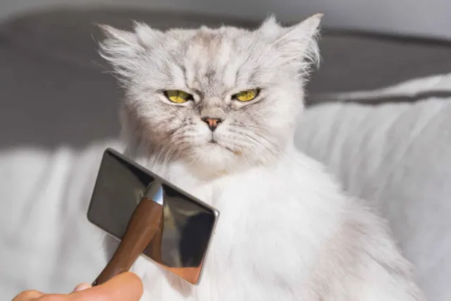 How to Groom a Cat That Hates It: 8 Vet-Approved Tips
