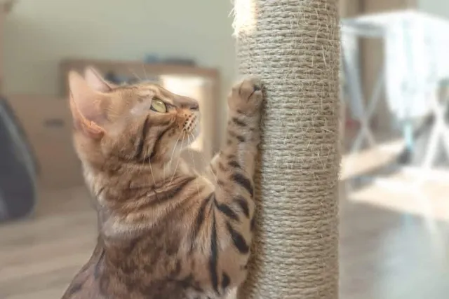 10 DIY Cat Scratching Post Ideas To Make Today (With Pictures)