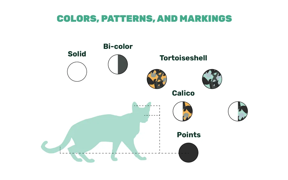 cat colors patterns markings