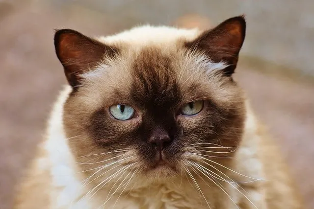 Do Cats Have Eyebrows? Vet-Verified Feline Anatomy Explained