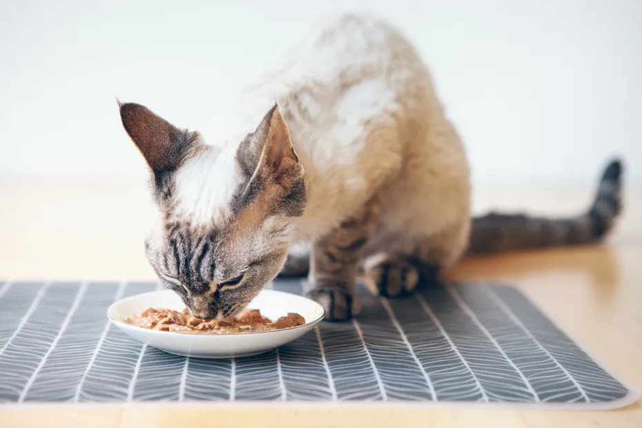 Devon Rex tabby cat eating wet tuna food