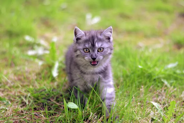11 Vet-Reviewed Cat Sounds & Their Meanings (With Audio)