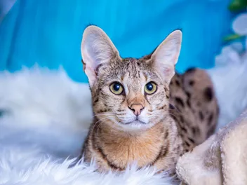 How Much Does Owning a Savannah Cat Cost in 2026? Price Guide