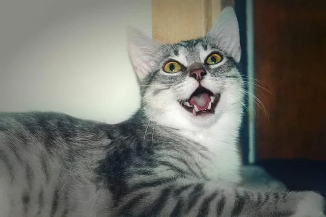 Why Do Cats Act Weird When Scratching the Base of Their Tail? 10 Vet-Reviewed Reasons
