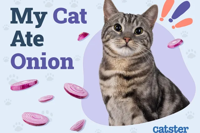 My Cat Ate Onion! Our Vet Explains What to Do