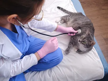 How Contagious Is Feline Infectious Peritonitis (FIP)? Our Vet Explains