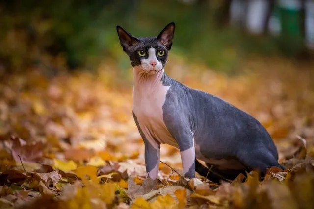 Does a Sphynx Need Sunscreen? 8 Summer Safety Tips (Vet-Reviewed)