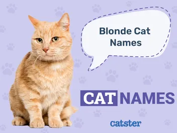 190+ Popular Blonde Cat Names: Beautiful & Unique Options