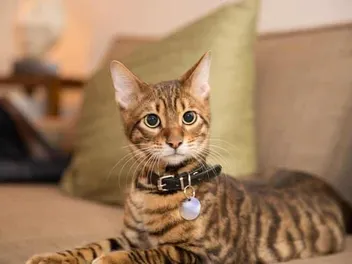 How Much Does It Cost to Own a Toyger Cat? 2026 Pricing Guide
