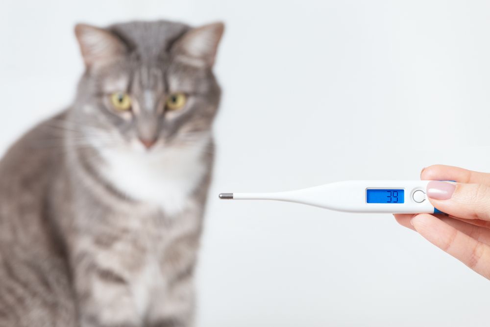 thermometer with a body temperature of a cat