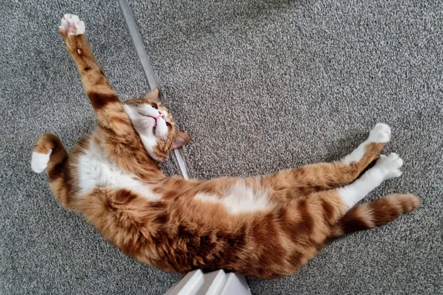 Alex and the Somersault of Happiness