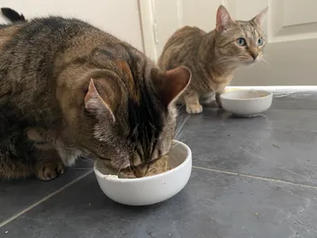 Good Eaters: Why a Cat’s Big Appetite Can Mean a Big Problem