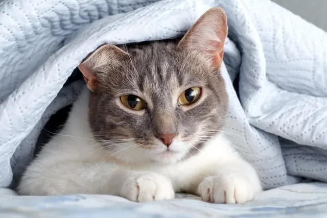 Why Do Cats Suck on Blankets? 5 Vet-Verified Reasons & Solutions