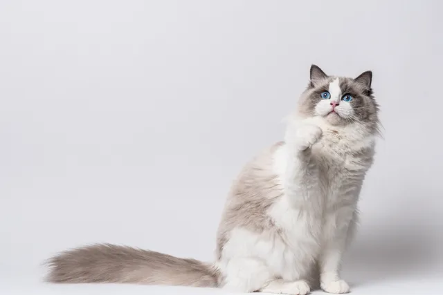 How Big Do Ragdoll Cats Get? With Comparison Infographic (Vet-Verified)