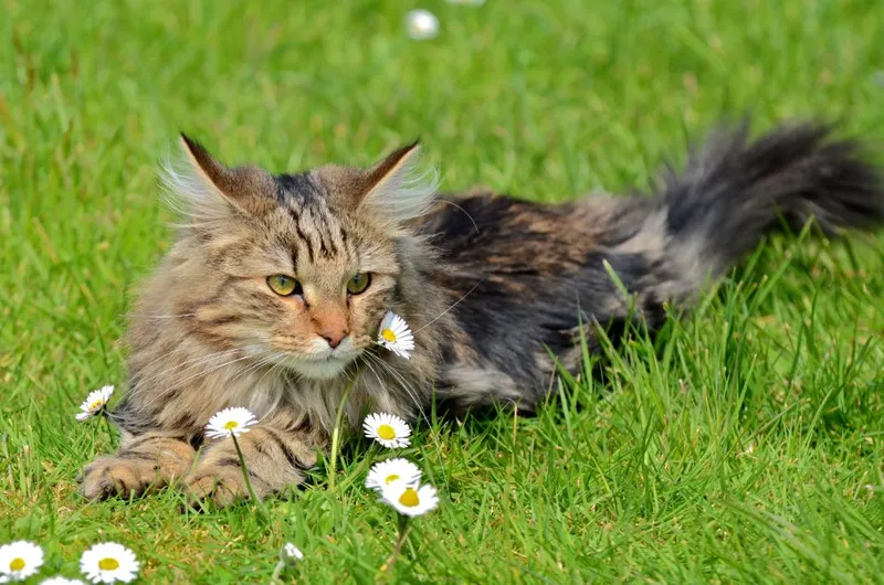 brown patched tabby norwegian forest cat lying on the grass