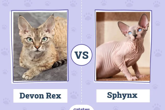 Devon Rex vs Sphynx Cat: What’s the Difference? (With Pictures)